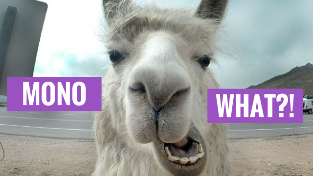 picture of a lama saying 'mono what?'